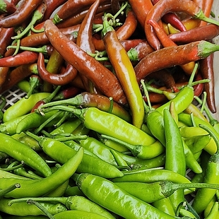 冷的地方会冻坏 露天江西高安辣椒红辣椒青辣椒大小不一农家辣椒