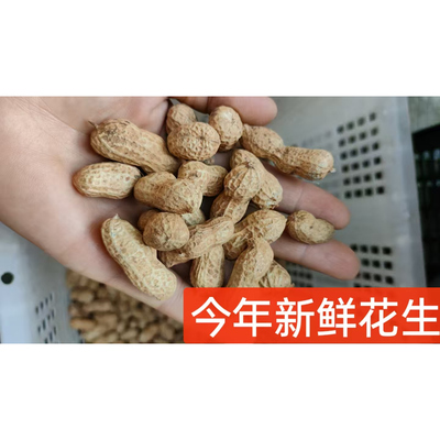 2025年新鲜晒干生花生江西农家自种 可剥花生米 可做种带壳生花生