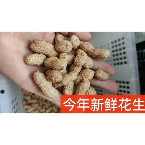 2026年新鲜晒干生花生江西农家自种 可剥花生米 可做种带壳生花生