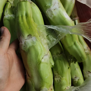 江西高安农家露天新鲜芥菜头棒菜菜头不带叶新鲜包邮