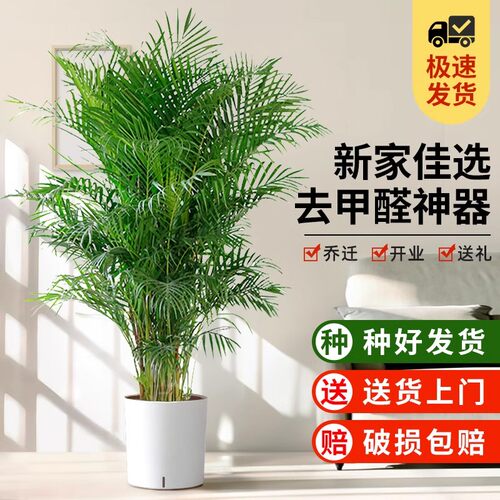 散尾葵绿植客厅旺宅室内大型盆栽
