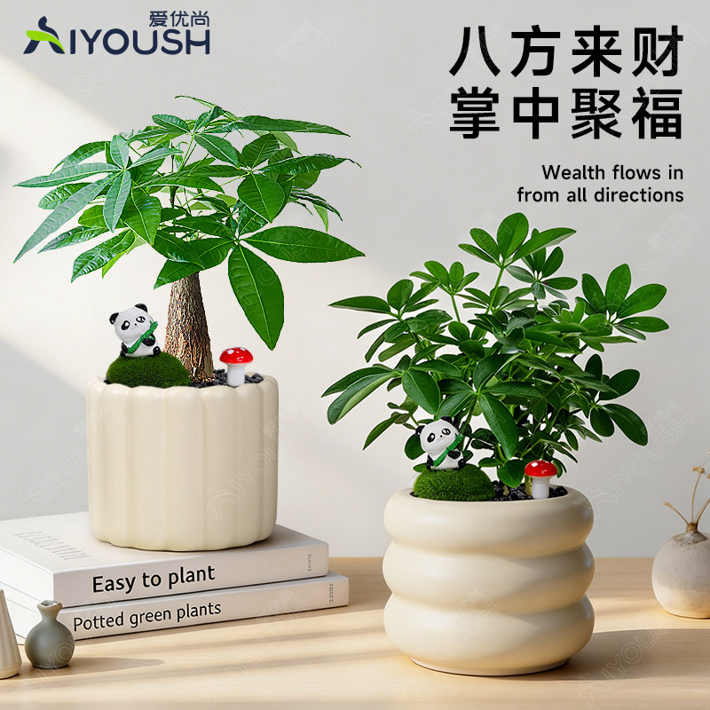 桌面绿植小盆栽四季好养图片