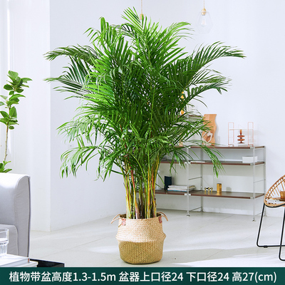 品散尾葵植物盆栽客厅室内办公室好养大型落地花卉凤尾葵绿植凤新