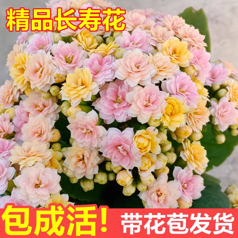 长寿花盆栽重瓣花大花金狐狸