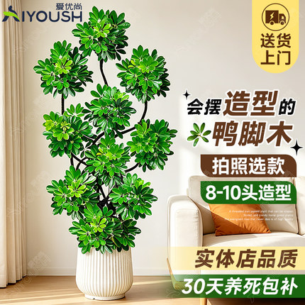 鸭脚木造型树客厅大盆栽室内绿植高级感大型四季常青老桩鸭掌木