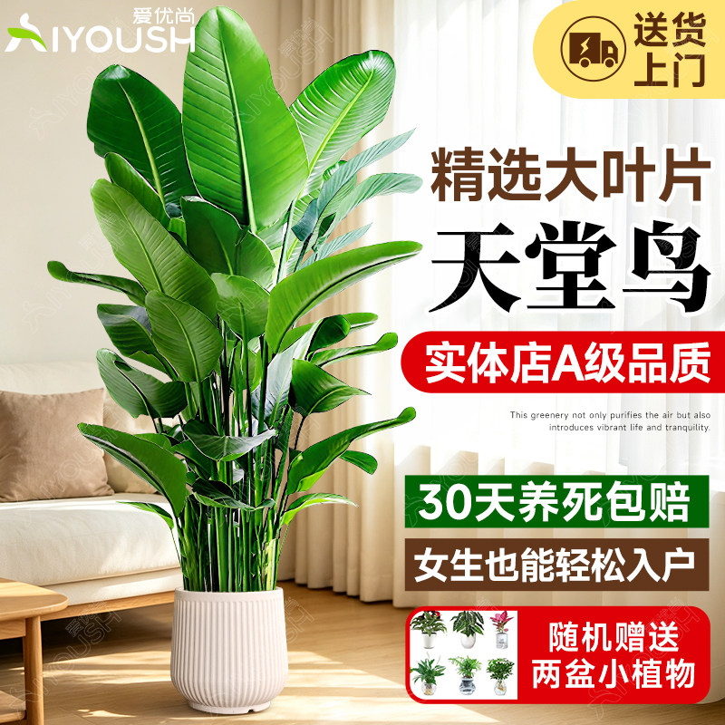 天堂鸟客厅盆栽大型四季常青图片