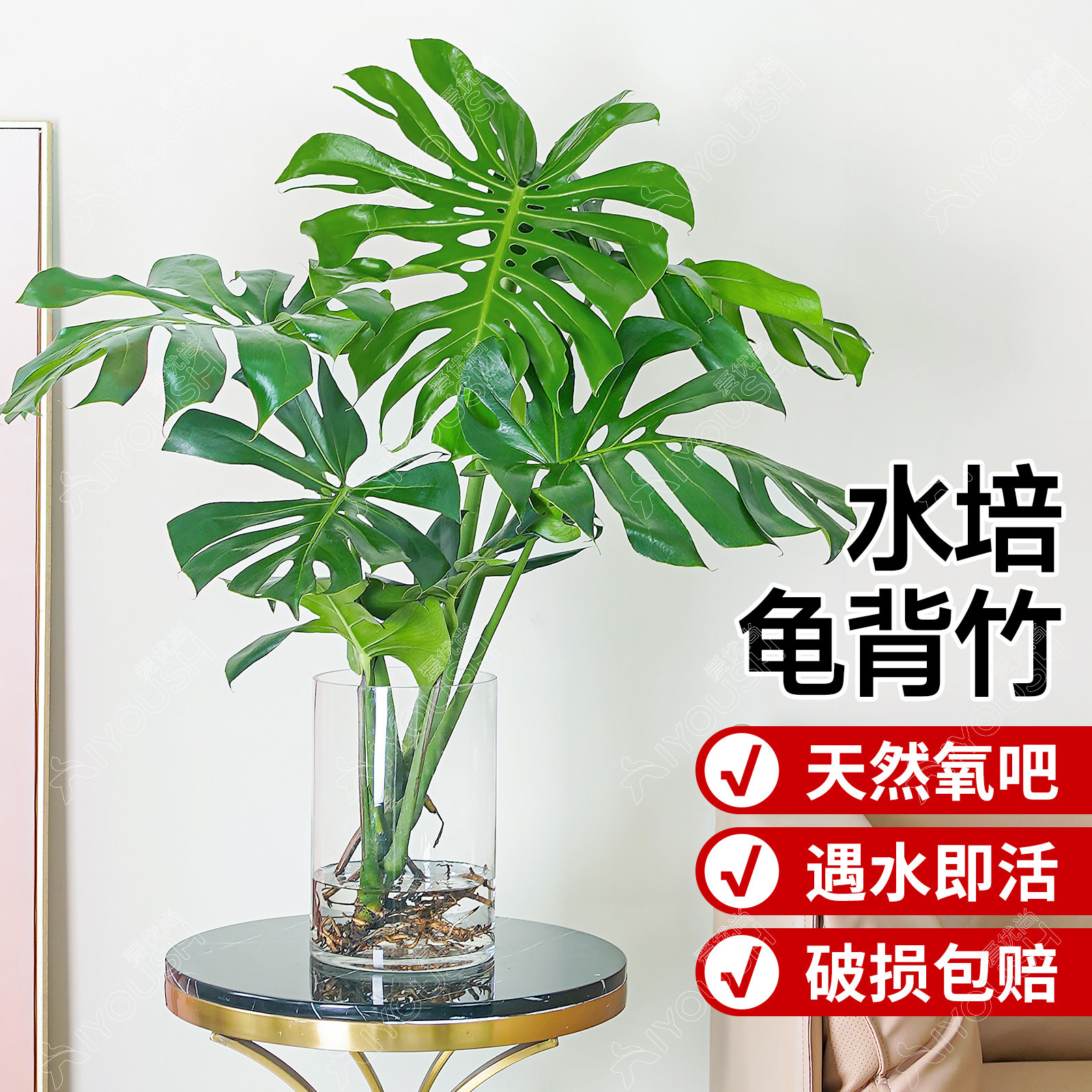 龟背竹办公室室内净化空气图片