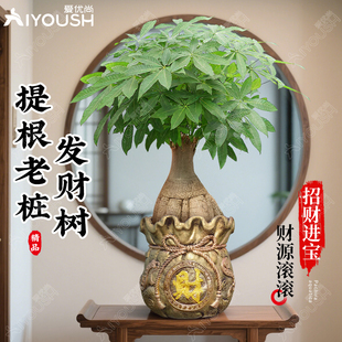 提根老桩发财树大盆栽开业乔迁招财旺宅送礼办公室内大型绿植盆景