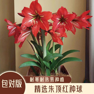 红色朱顶红种球精品阿弗雷安吉拉花苞重瓣室内阳台花卉植物