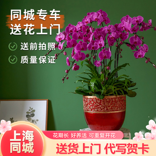 年宵花蝴蝶兰花苗花剑盆栽兰花客厅室内植物花卉四季 好养同城配送