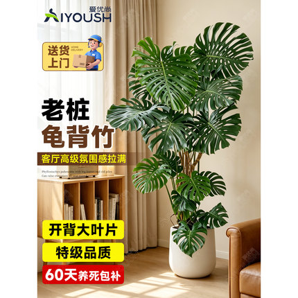 龟背竹客厅大型盆栽老桩开背大叶落地绿植物盆景净化空气除甲醛