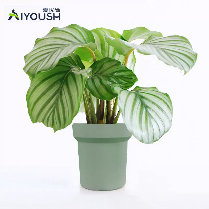 爱优尚青苹果竹芋盆栽室内小型观叶植物办公室客厅四季常青绿植,鲜花速递/花卉仿真/绿植园艺,绿植,淘宝优惠券,粉丝福利购,淘宝优惠卷