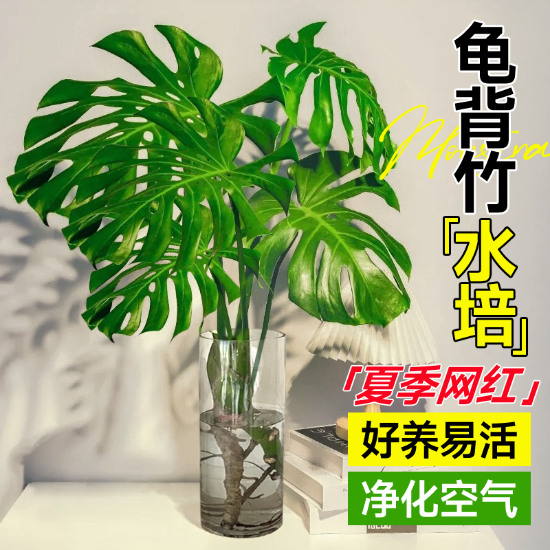 水培绿植龟背竹室内桌面盆栽