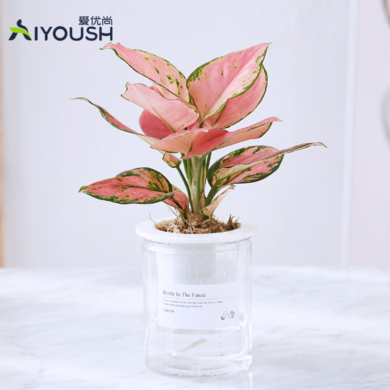 如意皇后绿植盆栽室内办公室客厅阳台桌面植物花卉好养易活吉利红