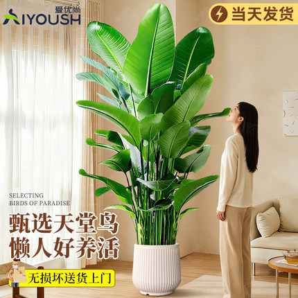 天堂鸟绿植盆栽客厅办公室内大型旺宅大叶植物四季花卉除甲醛花卉