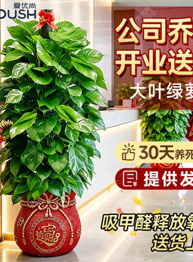 乔迁开业送礼大叶绿萝柱送货上门
