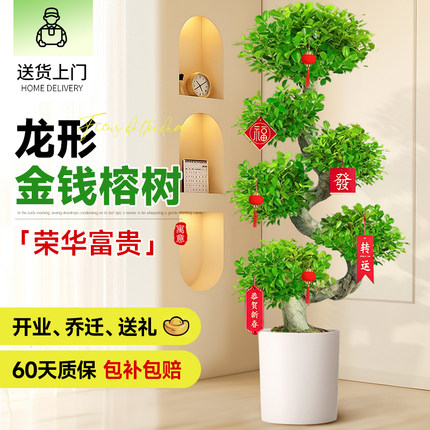 造型金钱榕客厅盆栽室内乔迁送礼大型盆景金钱树办公室发财树新房
