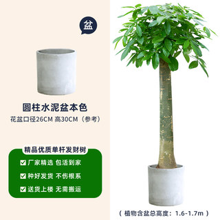 品发财树盆栽单杆辫子室内植物客厅办公室前台招财大颗绿植开业促