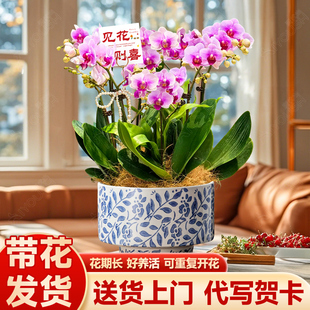 蝴蝶兰带花盆栽花卉带花剑兰花苞秋冬客厅室内植物四季懒人好养活