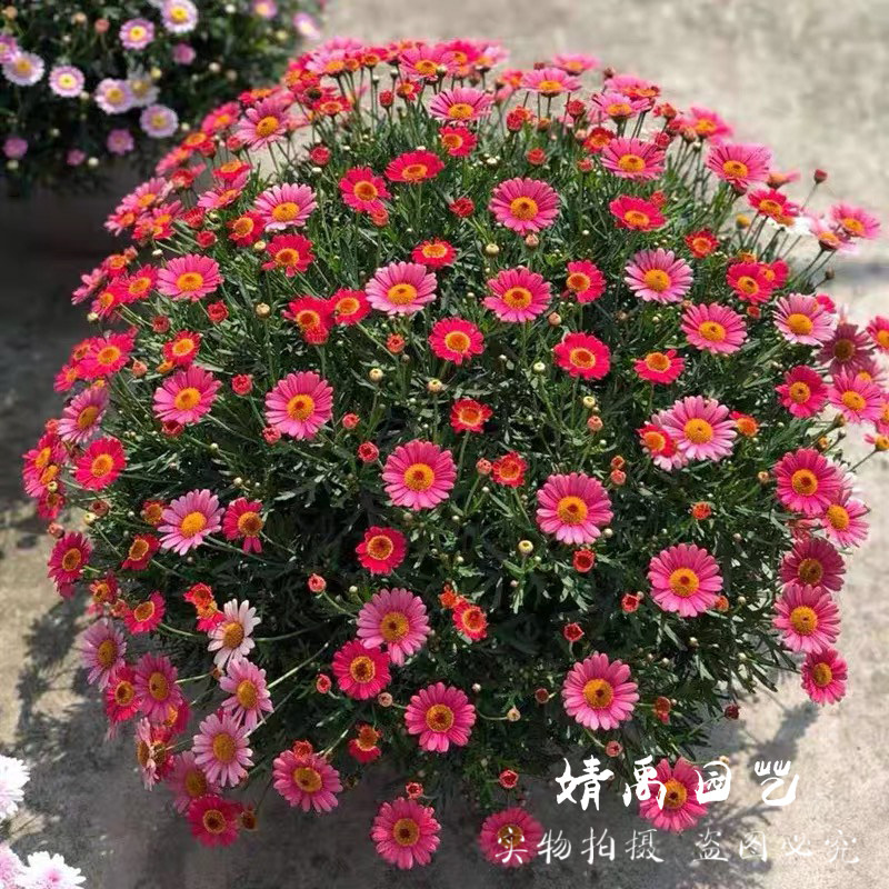 玛格丽特糖果菊花卉盆栽带花苞多年生春季开花木茼蒿阳台庭院