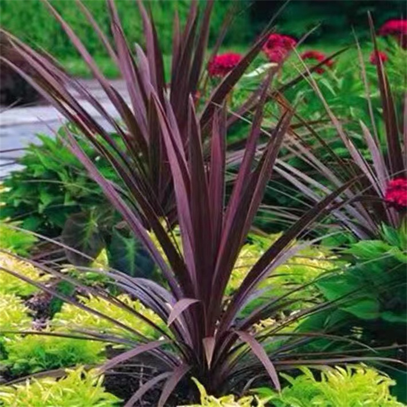 庭院红巨人丝兰 澳洲多年生植物朱蕉金边花镜花镜 红星朱蕉