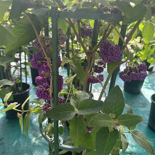 紫珠多年生盆栽好养耐热耐寒阳台庭院耐养观果盆景庭院花镜造景