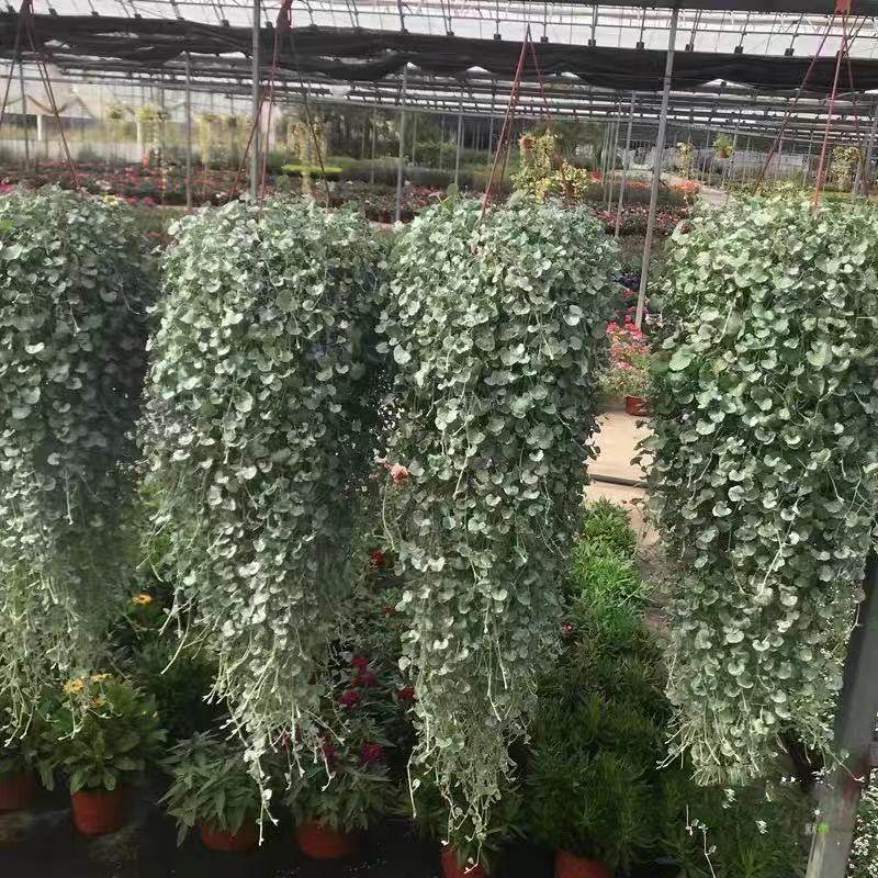 马蹄金盆栽绿植马蹄银瀑布垂吊植物四季常绿易爆盆大苗阳台庭院