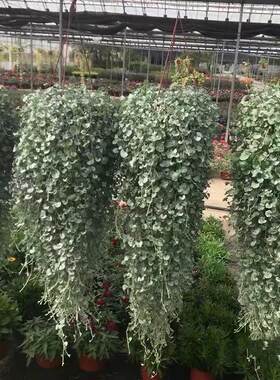马蹄金盆栽绿植马蹄银瀑布垂吊植物四季常绿易爆盆大苗阳台庭院