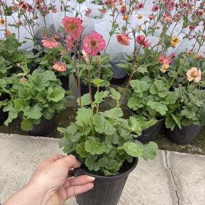 水杨梅庭院阳台耐寒好养爆花盆栽