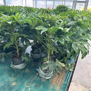 八角金盘盆栽庭院花园别墅造景植物四季常青耐阴耐寒美观好养包邮