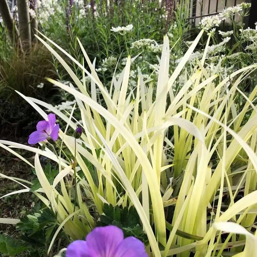 英国山麦冬'纯金啤酒'Liriope常绿彩叶耐寒寄植多年生花境盆栽苗