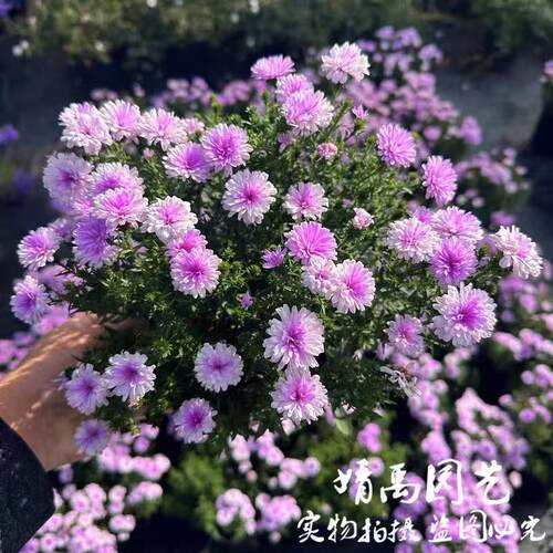 翠菊紫菀伊娃小卡罗爆花盆栽