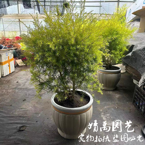 金叶女贞香柳千层室内观赏绿植