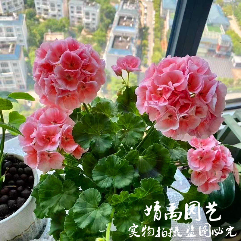 新品大花天竺葵花苗盆栽带花苞四季开花不断发货四季花卉庭院阳台