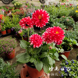 多年生小丽花盆栽阳台庭院花园开花多年生大丽花球花卉花期长