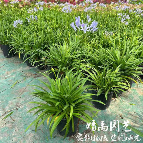 好养鲜花卉百子莲盆栽