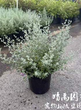 银叶仓鼠盆栽银灰色系花多年生耐热耐寒灌木植物庭院阳台花卉好养