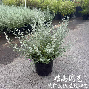 银叶仓鼠盆栽银灰色系花多年生耐热耐寒灌木植物庭院阳台花卉好养