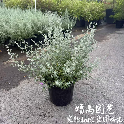 银叶仓鼠盆栽多年生耐热耐寒