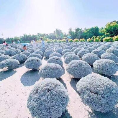 银叶芙蓉菊盆栽多年生