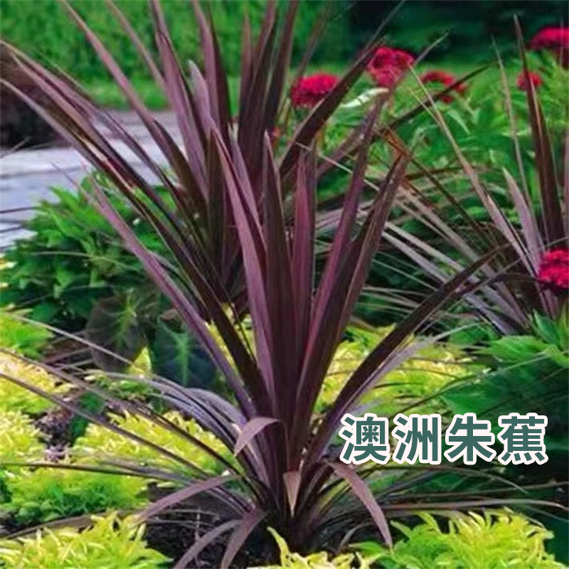 澳洲朱蕉花镜植物多年生庭院