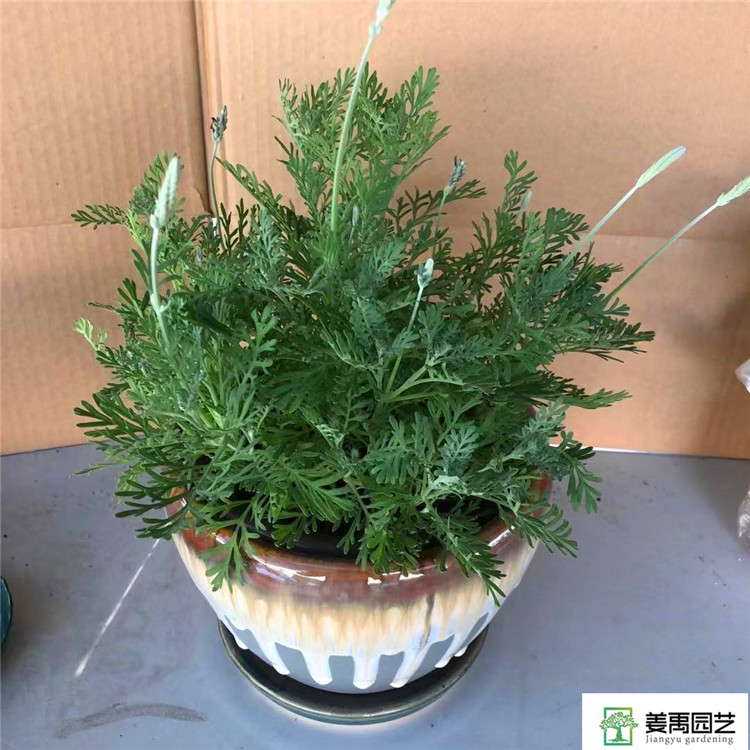 熏衣草盆栽普罗旺斯薰衣草带花苞香草多年生花卉植物室内阳台耐寒