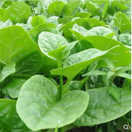 大叶木耳菜种子苗子落葵籽庭院菜园阳台盆栽豆腐菜紫角叶农家蔬菜