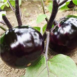 寿光蔬菜种日本圆龙元帅紫光紫丰快圆大红袍茄子硕源黑宝基地种植