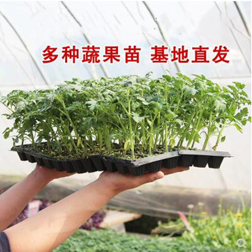 千禧四季阳台盆栽蔬菜苗番茄种子