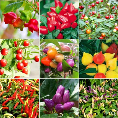 寿光蔬菜辣椒风铃种子蟠桃椒泡椒