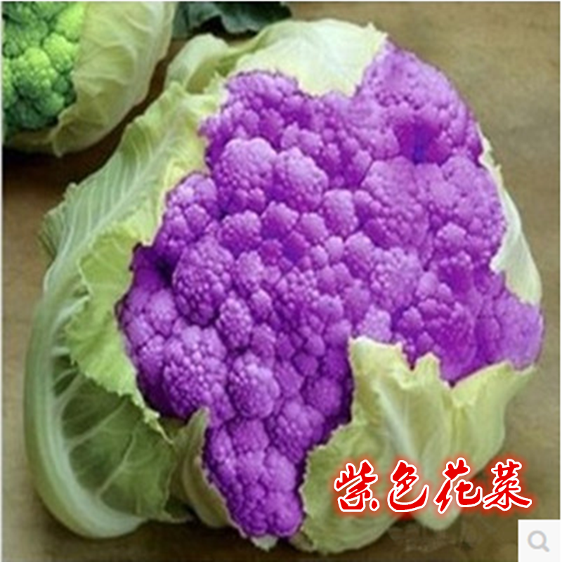 寿光稀有蔬菜品种紫色花菜种子黄色花菜农家西兰花大面积盆栽