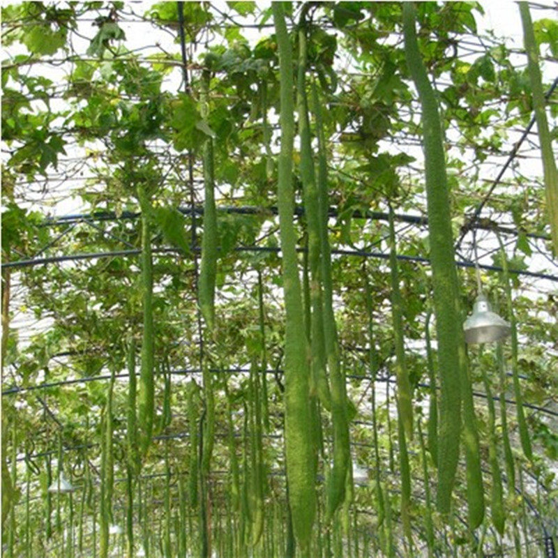 寿光蔬菜种子长丰丝瓜种子菜博会优良品种特长丝瓜庭院观光园种植