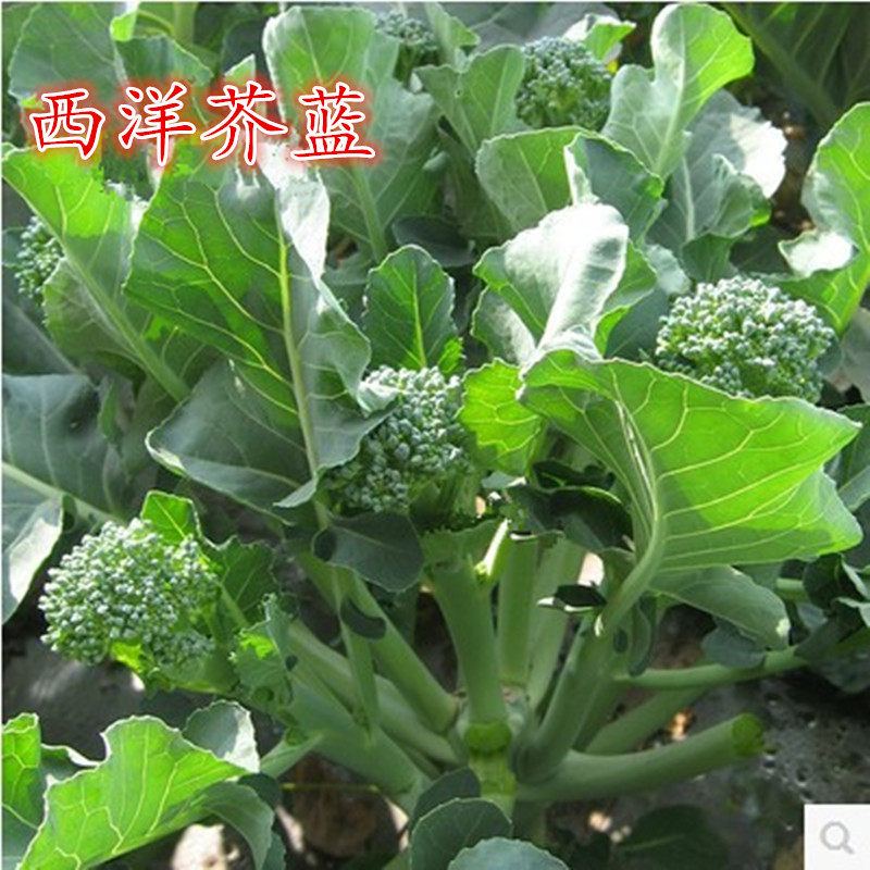 日本秀兰西洋芥蓝芥兰性佳青花笋西兰苔种子基地种植
