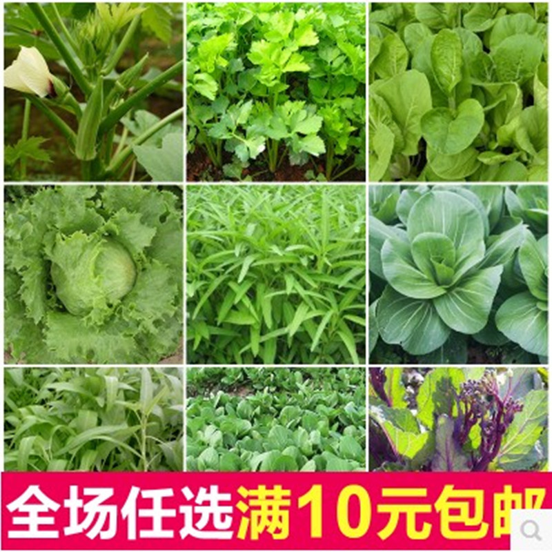 四季播阳台种菜庭院春秋季盆栽菠菜小葱香菜韭菜籽小白菜油菜套餐